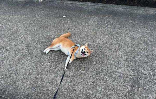 飼い主「散歩拒否やめろ」　駄々をこねる犬、その時の表情が？