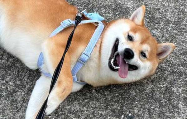 飼い主「散歩拒否やめろ」　駄々をこねる犬、その時の表情が？