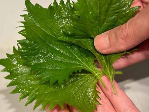 シソを千切りするには？　JAの方法が「とてもスムース」「香りもいい」