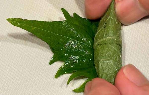 シソを千切りするには？　JAの方法が「とてもスムース」「香りもいい」