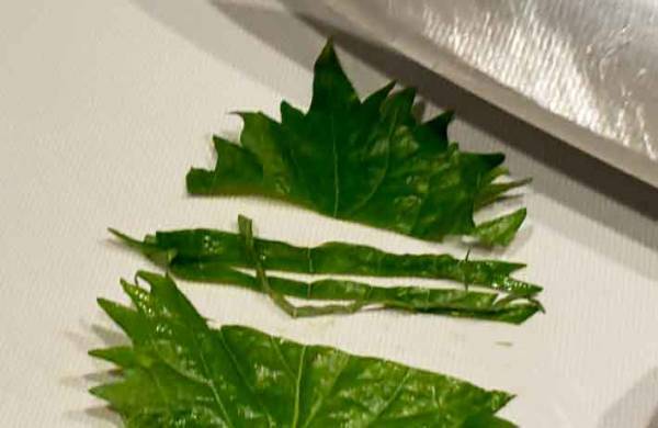 シソを千切りするには？　JAの方法が「とてもスムース」「香りもいい」