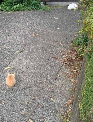 「『はじめてのおつかい』みたい」　猫の写真に、１１万人がキュンとした