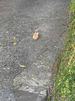 「『はじめてのおつかい』みたい」　猫の写真に、１１万人がキュンとした