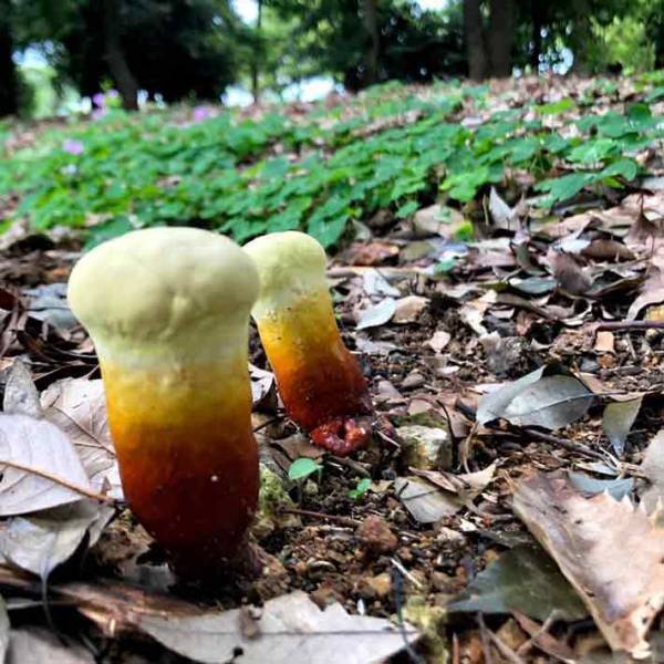 公園内に生ビールみたいなものが、実はこれ…　「初めて見た」「地面に刺さってる」