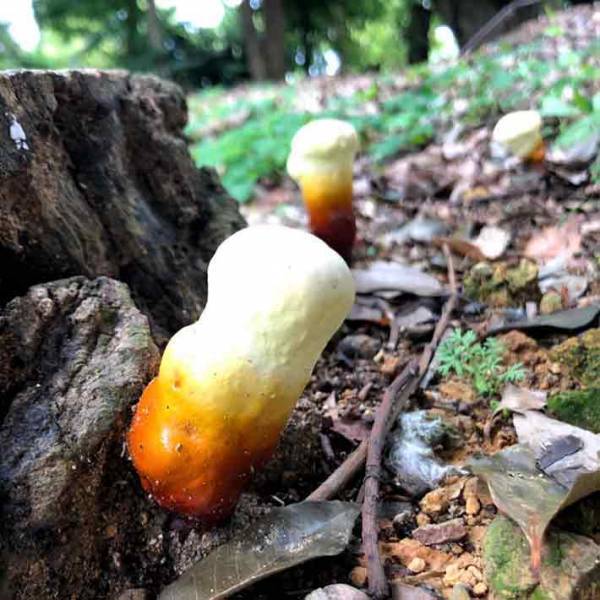 公園内に生ビールみたいなものが、実はこれ…　「初めて見た」「地面に刺さってる」