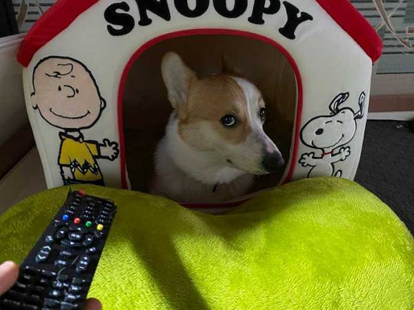 ボロボロになったリモコン　容疑者を見ると？　「電車で吹いた」