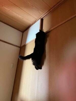 黒猫の写真