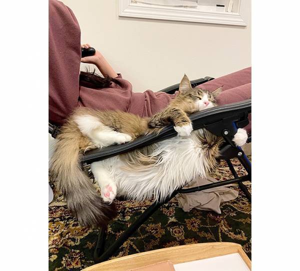 スヤスヤと寝る猫　実はとんでもないところで寝ていて…