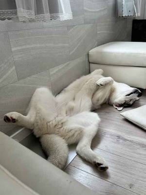 エアコンが効いた部屋で？　ハスキーの格好に「笑った」「私もやってる」