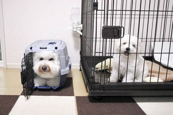 ケージの中の子犬、隣を見ると…？　「合成かと思った」「逆、ぎゃくー！」