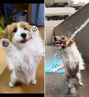 愛犬の普段と見比べると？　水遊び中の表情に「本当に同じ犬？」「ベストショット」