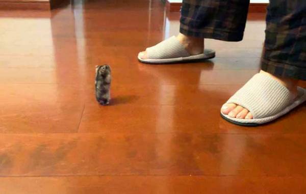 ３万人が悶絶したハムスター　気合いが伝わる姿に「笑った」「私より真面目」