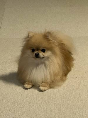 注射を２回も打たれたポメ　『人間不信』になった姿がこちら