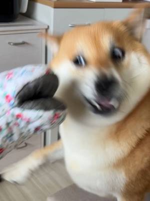 真顔の柴犬が次の瞬間…！　２枚目の写真に「笑わないのは無理！」「いい反応速度」