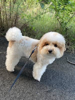 犬の散歩で靴に『違和感』　確認すると？「そんなことある！？」「二度見するわ」