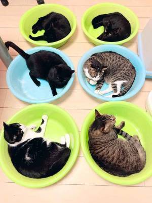 エアコンの下に○○を置くと？　その光景に「めっちゃ捕獲されとる」