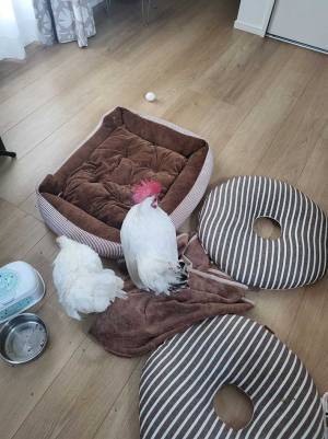 ニワトリの『１枚』に爆笑！　「なぜそこに卵を産んだ？」「適当すぎる」