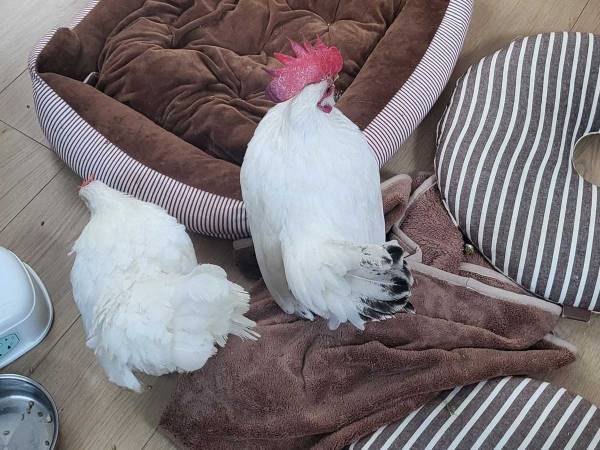 ニワトリの『１枚』に爆笑！　「なぜそこに卵を産んだ？」「適当すぎる」