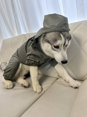 合羽を着せられたハスキー　見せた姿に「ごめん吹き出した」「本当に同じ犬？」