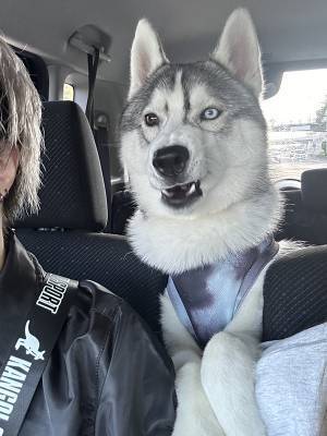 合羽を着せられたハスキー　見せた姿に「ごめん吹き出した」「本当に同じ犬？」