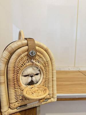 病院で心を『無』にする猫　その姿に「か、顔ー！」「どう見てもアレ」