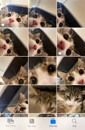 猫が写るスマホ画面の写真