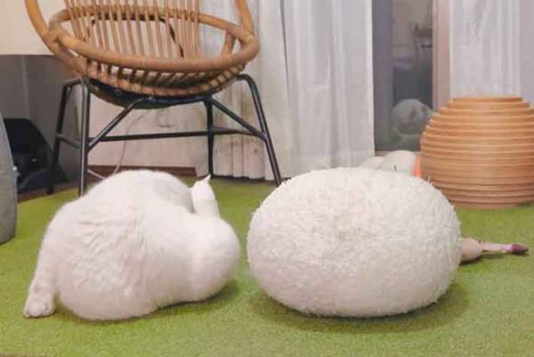 飼い主「二度見」　猫の姿に「笑いが止まらない」