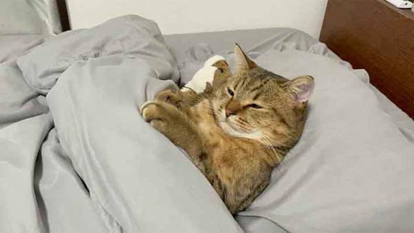 エアコンが効いた部屋で？　猫の行動に「笑いが止まらん」「コレが仕事」