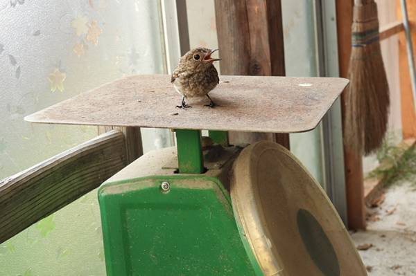 「うっかり叫びそう」　納屋にいた鳥の、まさかの行動が？