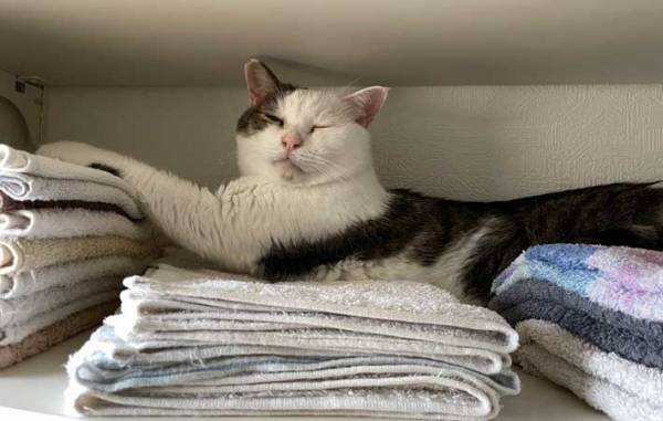 くつろぐ猫に飼い主が「やめて」　写真に「笑った」「天才だ」