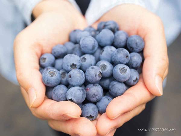 ブルーベリーに付いた白い粉が？　JAの情報に「勘違いしてた」