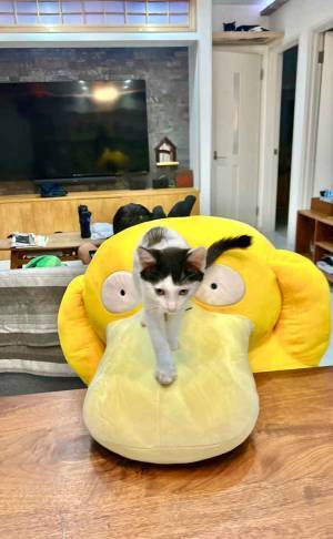 私を見て！　ぬいぐるみの上の猫に「笑った」「大喝采浴びそう」