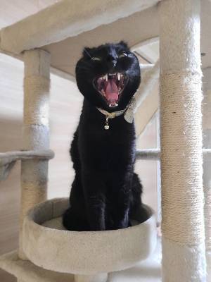 「なぜうちの猫は…」　あくびをする姿に「吹いたわ！」「どうしてそうなった」