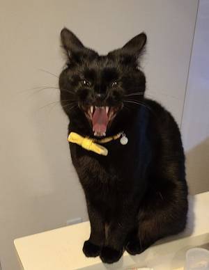 「なぜうちの猫は…」　あくびをする姿に「吹いたわ！」「どうしてそうなった」