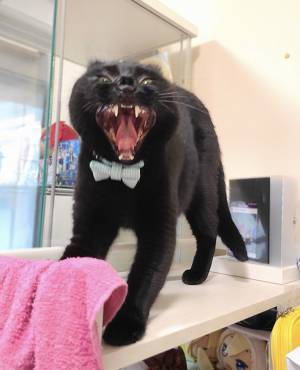 「なぜうちの猫は…」　あくびをする姿に「吹いたわ！」「どうしてそうなった」