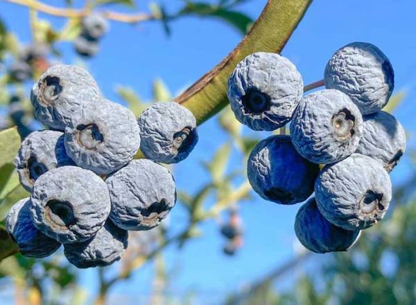 暑さでシワシワになったブルーベリー、実は…　農家の投稿に「知らなかった」