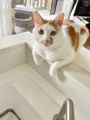 飼い主「対面式でよかった」　キッチンの光景に「家事がはかどる」「つまみ食い狙いか」