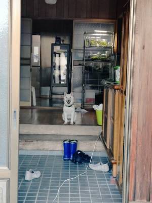 散歩に行こうとしたら？　玄関の柴犬の姿に「見送る側なの笑った」