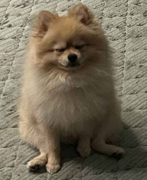 リビングで座る犬　顔を見ると…「笑っちゃうよ」