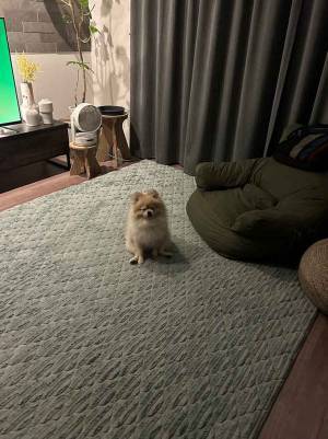 リビングで座る犬　顔を見ると…「笑っちゃうよ」