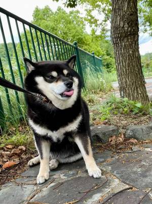 見知らぬ人に「歩かんと～」といわれた柴犬　表情に「笑った」「顔に出てる」