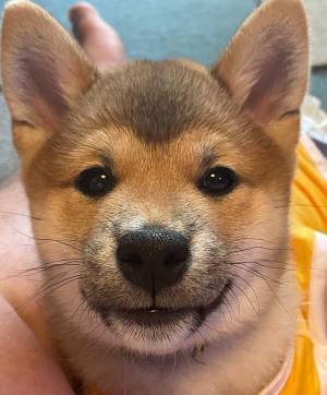 「このままの柄だったらどうしよう」　愛犬の写真に「両津勘吉？」