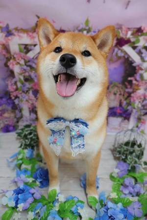 「このままの柄だったらどうしよう」　愛犬の写真に「両津勘吉？」