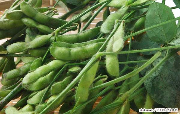 枝豆、どうやって保存してる？　JAの回答に「知らなかった」