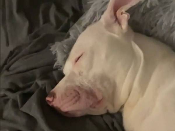 寝ている愛犬を見た飼い主が大笑い！「うちの犬もする」