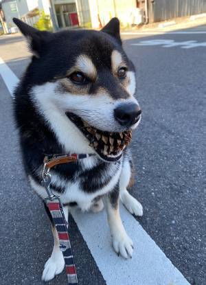 散歩中、松ぼっくりを咥えた柴犬　「ホラーすぎる」と話題の１枚がこちら