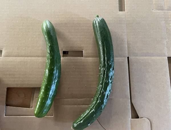 「廃棄野菜をタダでちょうだい」　農家の体験談に「酷すぎる」「絶句した」