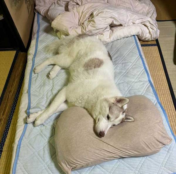 飼い主が寝床に付こうと、寝室に行くと？　目にした光景に「笑った」「完璧な使い方