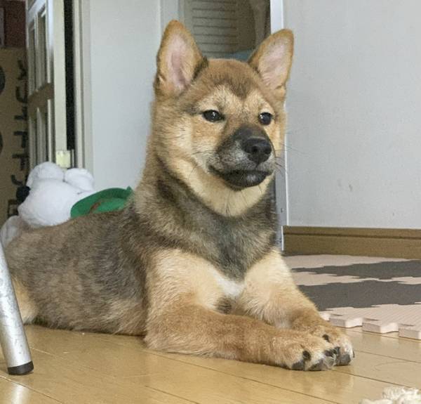 柴犬の『ビフォーアフター』にツッコミ　見比べると？「どうしてそうなった」「吹いた」