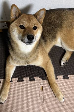 柴犬の『ビフォーアフター』にツッコミ　見比べると？「どうしてそうなった」「吹いた」